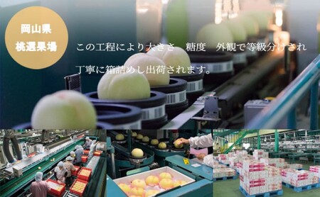 桃 2025年 先行予約 岡山 白桃 エース 5～10玉 2kg 岡山県産 JAおかやまのもも モモ 岡山県産 国産 フルーツ 果物 ギフト