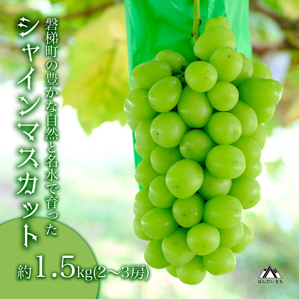【ふるさと納税】【先行予約】磐梯町産 シャインマスカット 約1.5kg（2房～3房）　※2025年9月～10月発送予定　　大粒 種無し