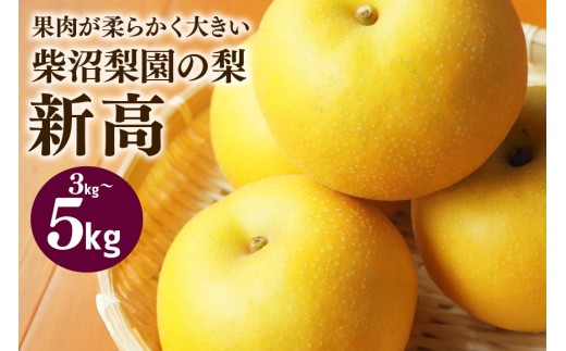 柴沼梨園の梨（新高） 梨 5kg 大玉 6～14個入り ナシ なし 国産 茨城 新高梨 秋 旬 フルーツ 果物 先行予約【9月下旬～10月上旬発送】秋の味覚 旬の果物 くだもの 大きい サイズ 品種 新高 産地 茨城県産 家庭用 梨園直送 茨城県 笠間市