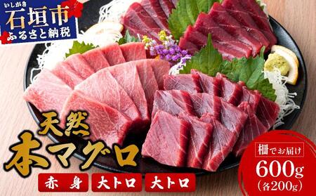 石垣島産 天然本マグロ 600g (まぐろ赤身・中トロ・大トロ) ＜2025年6月下旬より発送＞