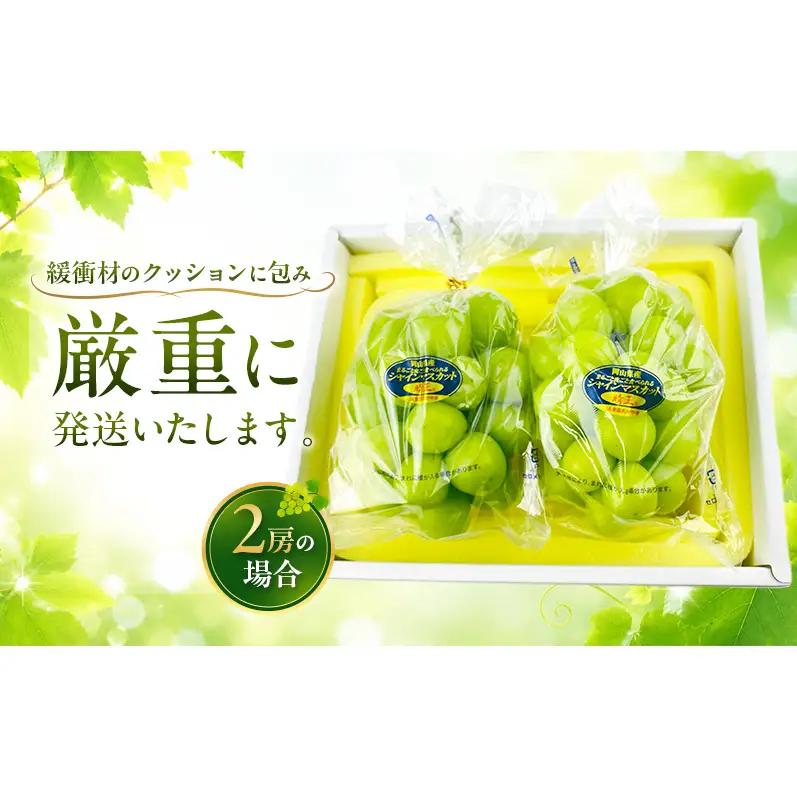ぶどう 2026年 先行予約 定期便 シャインマスカット 晴王 2房 約1.2kg 9月・10月 2回発送  岡山県産 シャインマスカット