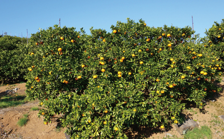 先行予約 スイートスプリング 約4kg 20個前後 2025年12月上旬から2026年1月下旬頃発送予定 ひでみかん