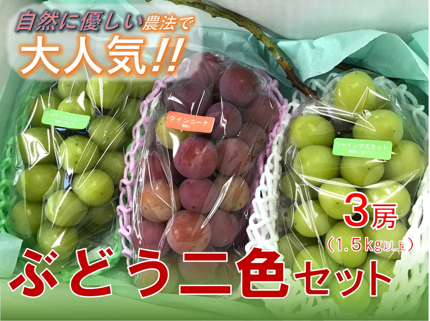 
            ＜25年発送先行予約＞【自然に優しく美味しい葡萄2色セット３房】栽培期間中の農薬削減で美味しいシャインマスカットと赤葡萄(１.５kg以上) ALPEF010
          