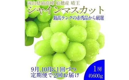 赤秀ぶどう プレミアム シャインマスカット 晴王 1房 約600g 【先行予約：2026年9月上旬～10月下旬発送予定2回定期便】 船穂産 赤秀品以上 皮ごと食べる みずみずしい 糖度保証 岡山県産 満天フルーツ 定期便 冷蔵 岡山県 倉敷市