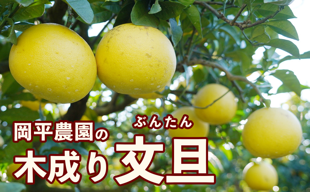 
数量限定 訳あり 岡平農園の木成り文旦 6kg 発送:2024年3月上旬～ 先行予約 訳あり 文旦 みかん 柑橘 グレープフルーツ 果物 フルーツ おいしい 愛媛 愛南 産地直送 国産 農家直送 数量限定 人気 限定 ジューシー 甘い 木成り
