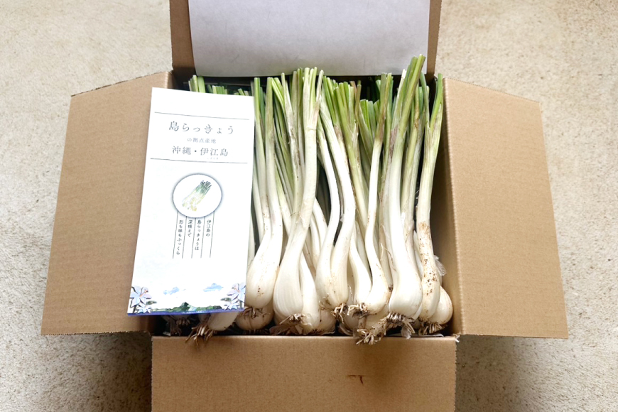 【期間限定発送】島らっきょう 生 約 1kg [畑シンカ 沖縄県 伊江村 ie47bde250000] 島ラッキョウ しまらっきょう 野菜 やさい 浅漬け 漬物 らっきょうみそ