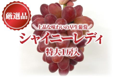 【2026年先行予約】赤色ぶどう シャイニーレディ厳選品１房/房700ｇ以上 (岡山県産) 【KF-B081-03】