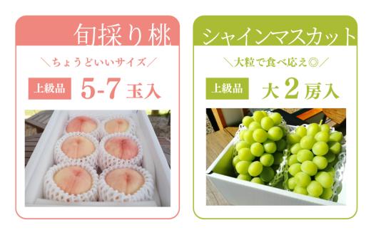 【2026年先行予約】量より質！桃とシャインマスカット、上級品の2回便 (定期便) (岡山県産)  / 8月10月 【KF-T060-02】