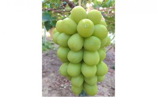 ぶどう 2026年  最高ランクシャインマスカット 1房 約750g  【 Nini farm 農家 直送 】 | フルーツ 果物 くだもの ぶどう ブドウ シャインマスカット ランクシャインマスカット 2房  国産 岡山県産 食品 人気 おすすめ  送料無料 ギフト 贈り物 贈答品 プレゼント ぶどう ブドウ シャインマスカット