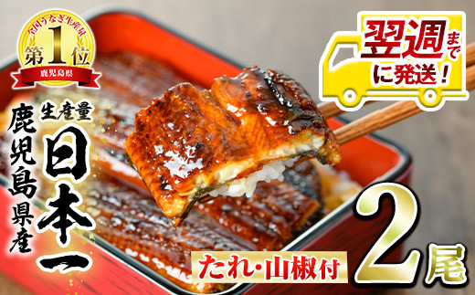 【0124314a-1W】＜翌週までに発送＞東串良町のうなぎ蒲焼(無頭)(2尾・計約300g・タレ、山椒付)うなぎ 高級 ウナギ 鰻 国産 蒲焼 蒲焼き たれ 鹿児島 ふるさと 人気【アクアおおすみ】