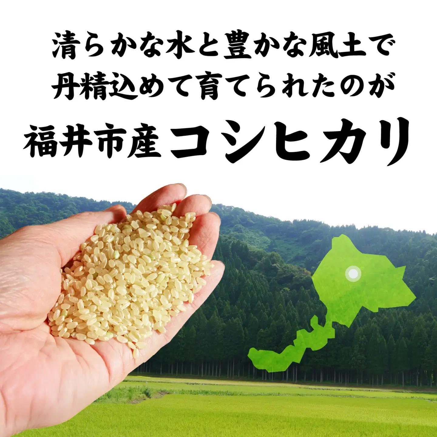 【先行予約】《定期便12ヶ月連続お届け》【ふくい米】令和8年産  福井市産コシヒカリ5kg「2026年10月上旬より順次発送」 [K-168016] | こしひかり