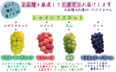 【2616-0453】岡山 花笑み農園『園主おすすめレアぶどう2種セット』シャインの子供たち 2M-1R