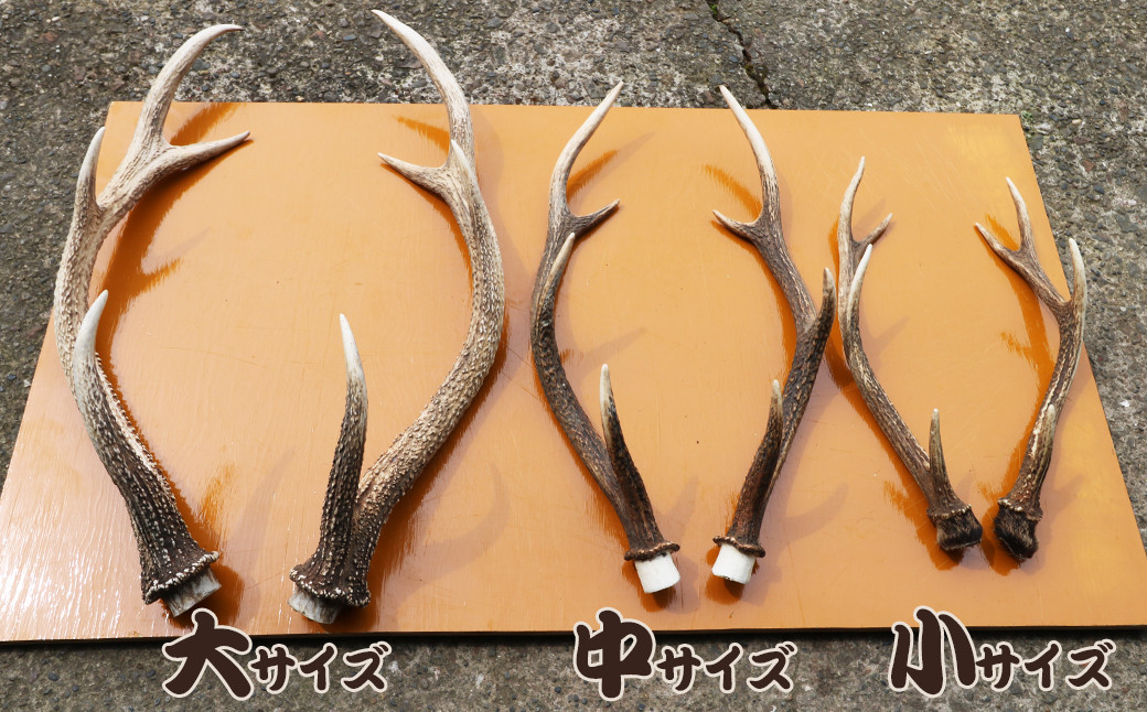 大サイズは約60cm程度のものをお届けいたします。天然のものですので、形状・長さ・太さは写真とは異なります。
