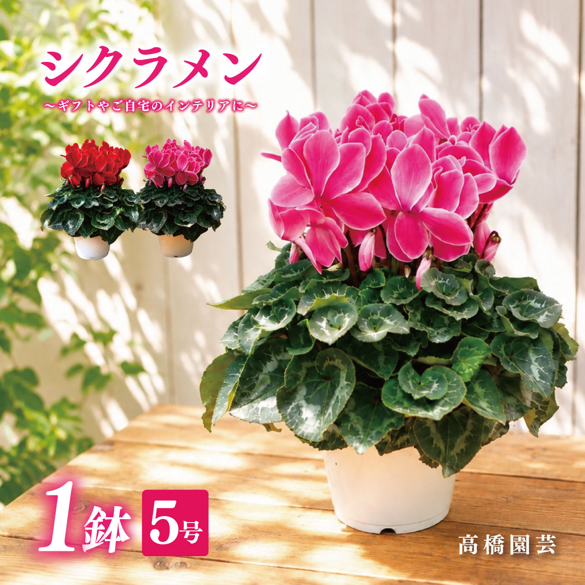 【ふるさと納税】25_006-16-1　高橋園芸の秦野の花　シクラメン（5号）