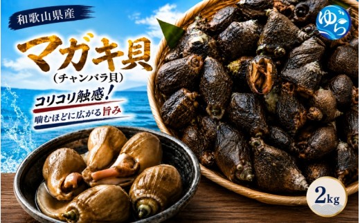 
                  【素潜り漁師直送】マガキ貝 (チャンバラ貝)  2kg 獲りたてをお届けします！※離島配送不可【skmn210-mgk-2】
                