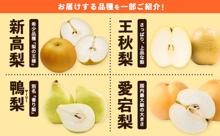 【先行予約】秀品 岡山県産 旬の 梨 約4kg 3～10玉前後 梨 秀品 新高 愛宕 スイーツ フルーツ デザート 旬 岡山県矢掛町《9月上旬-1月末頃に出荷予定》---ofn_ssn_af91_25