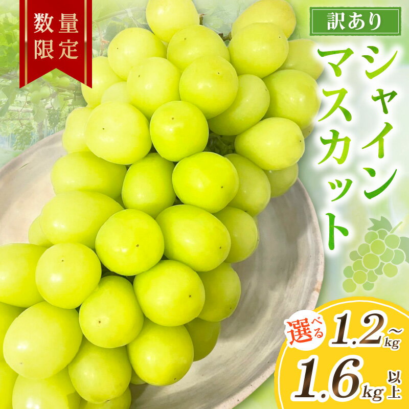 【ふるさと納税】2026年秋発送／【先行予約／数量限定100】訳ありシャインマスカット （2～3房入り）（2026年9月上旬～発送）1.2kg以上 1.4kg以上 1.6kg以上 選べる内容量 果物 フルーツ シャインマスカット 訳あり ふるさと納税 シャインマスカット わけあり 訳有り