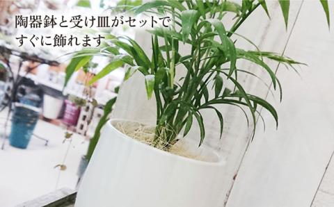テーブル ヤシ  糸島市 / cocoha[AWB009] 観葉植物 グリーン インテリア