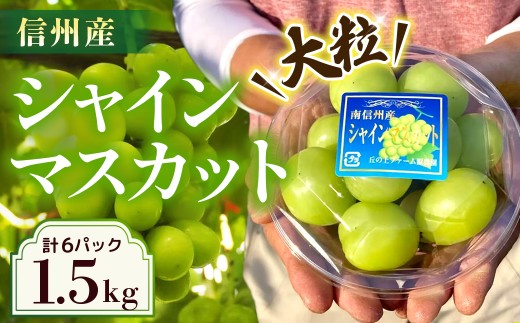【2026年発送先行予約】ぶどう　シャインマスカット 約1.5kgパック詰め（約250g×6パック）※2026年9月下旬～10月中旬発送予定※　農家直送