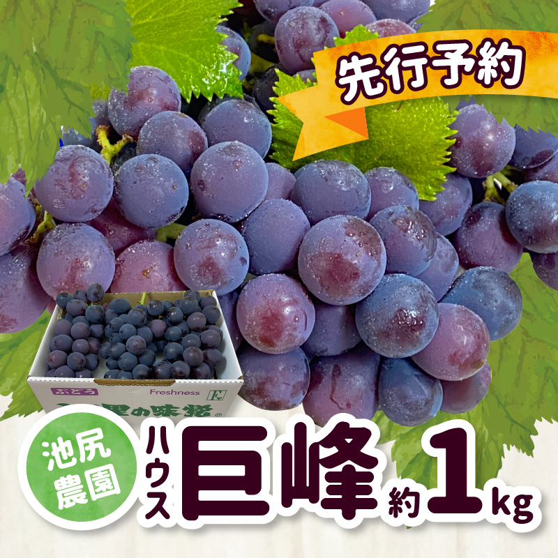 【先行予約】2025年7月下旬発送予定　池尻農園　ハウス巨峰　約1kg_巨峰 約 1kg ぶどう 3房 久留米市産 渋み エグミ 無い フルーツ 果物 期間限定 池尻農園 ハウス巨峰 福岡県 久留米市 お取り寄せ お取り寄せフルーツ デザート_Fg007