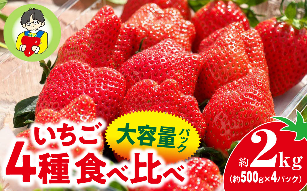 【2026年 先行予約】いちご 4種食べ比べ 大容量パック 約500g×4パック 2kg |｜コク 甘み 朝採れ やよいひめ ななか 恋みのり あまおとめ あすかルビー 贈答用 新鮮 完熟 いちご 旬 苺 ストロベリー 産地直送 果汁 あまい 人気 高評価 美容 健康 旨味 高糖度 ごほうび 群馬県 前橋市