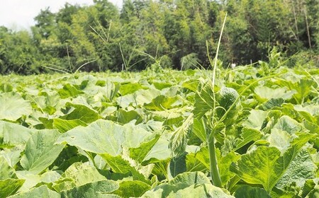 【先行受付】山梨県中央市産 春かぼちゃ 約4～5kg かぼちゃ 南瓜 カボチャ 野菜 山梨県 中央市 【2026年6月上旬〜8月上旬発送予定】