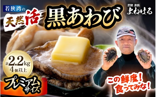 【先行予約】【数量限定】日本海若狭湾の 天然 活黒アワビ プレミアムサイズ 計2.2kg（4個以上）鮮度抜群！【2026年4月より順次発送予定】 刺身 お造り バター焼き BBQ 入手困難 あわび ア