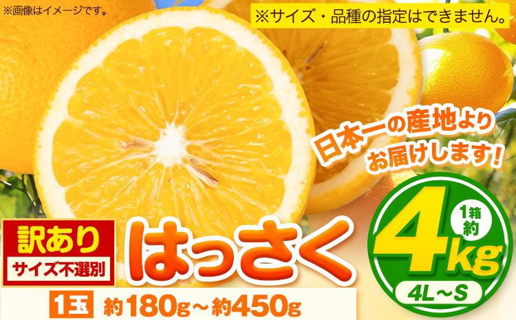 【先行予約】訳あり サイズ不選別 早生･晩生指定不可 はっさく 約4kg (4L~Sサイズ)《2月上旬-3月中旬頃出荷》和歌山県 紀の川市 八朔 柑橘 果物 フルーツ ビタミンC 果肉 みかん王国よりお届け!
