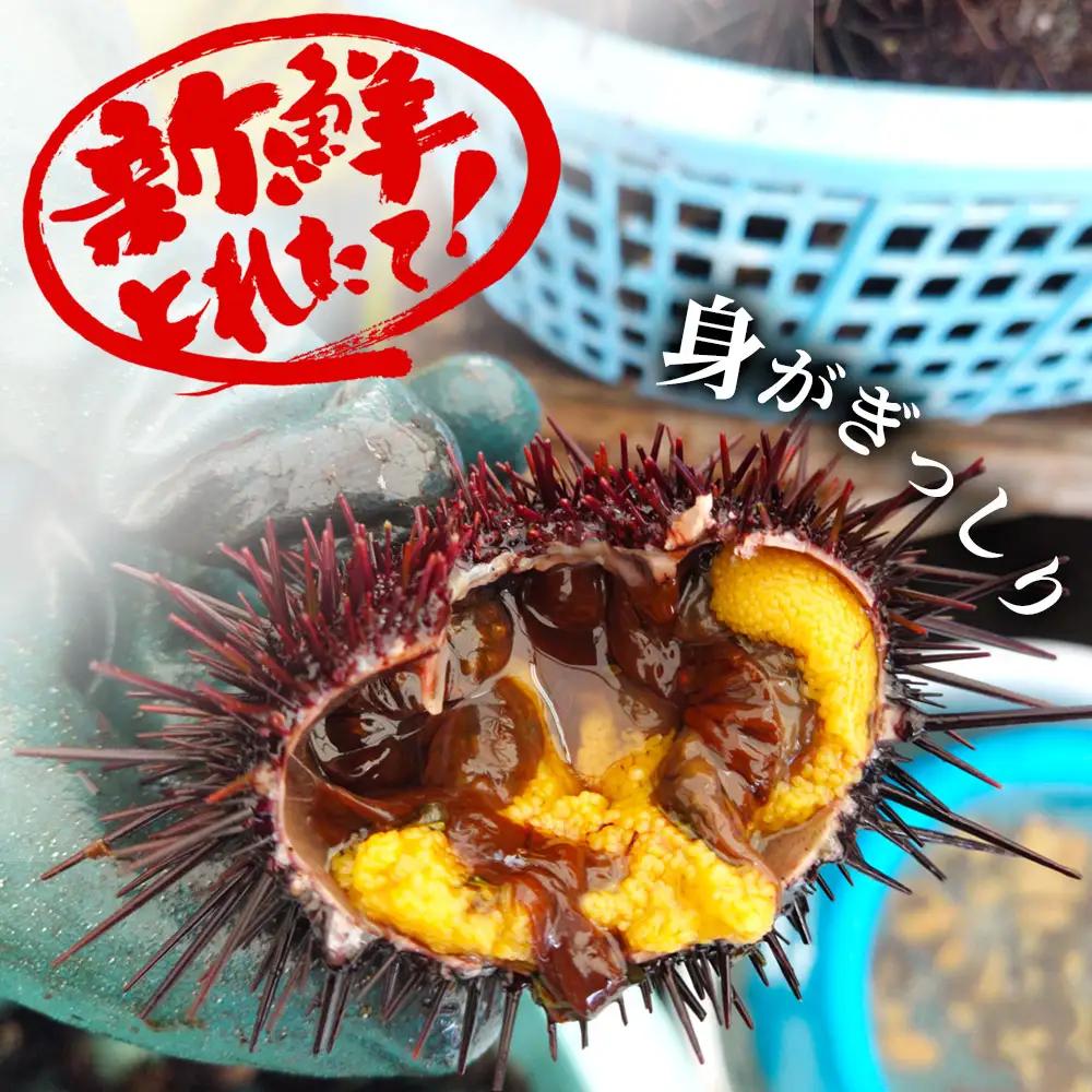 fn-72-039 三陸釜石・漁師直送 生うに 150g×4本 【5月中旬から7月頃期間限定 お届け便】 両石港 隆丸