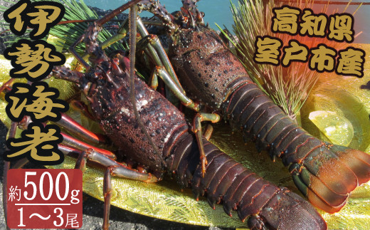 
【漁師直送】室戸沖（活）伊勢海老　０．５ｋｇ　１～３尾
