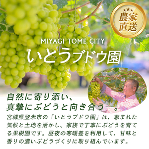 ≪先行予約受付中！≫シャインマスカット 大サイズ 2房 (1房1kg以上) フルーツ 果物 くだもの マスカット ぶどう ブドウ 葡萄 大粒 特大 【いとうブドウ園】tm540