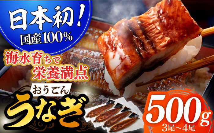 
            【着日指定 可能】【日本初！海水で養殖】長崎県産おうごんうなぎ 約500g（3尾〜4尾）平戸市 / 松永水産 うなぎ 鰻 ウナギ 土用丑の日 九州産 蒲焼 かばやき   [KAB111]
          