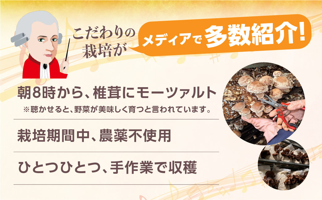 先行予約受付中 ＼ぷりっと、こりっと／超希少 乾燥きくらげ 黒 国産 100g 20g × 5袋 個包装 小分け きくらげ キクラゲ 木耳 乾燥 きのこ キノコ 保存 便利 産地直送 産直 野菜 農薬