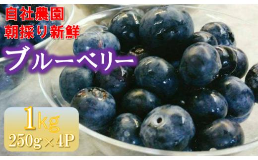 パティシエが育てるブルーベリー１kg【1.8-7】