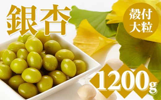 大粒銀杏（殻付き)1,200g 江里口加工所 ぎんなん 季節 旬の食材 秋の味覚 茶碗蒸し レンチン 佐賀県 小城市