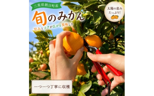 朝日町の太陽が育てた旬のみかん 約5kg　サイズ混合【2026年11月下旬より発送】【1753384】