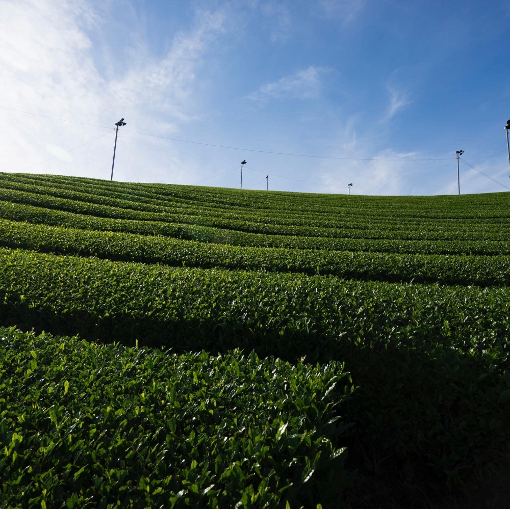 宇治抹茶テリーヌ“RYU－RYOKU～柳緑～” 【スイーツ 抹茶 お菓子 洋菓子 ケーキ デザート ご褒美 ギフト プレゼント 冷凍】