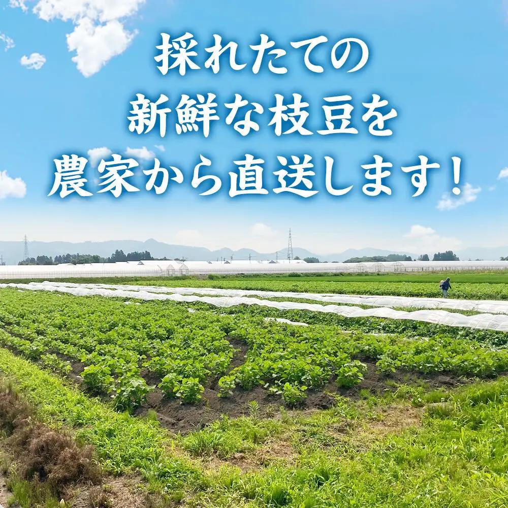 ＜先行受付 7月下旬より発送＞作り手の顔が見える「新鮮いきいき枝豆」 2.5kg（250g×10袋）秋田県横手市産