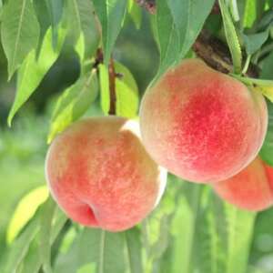 白桃(あかつき)約2kg【1629687】