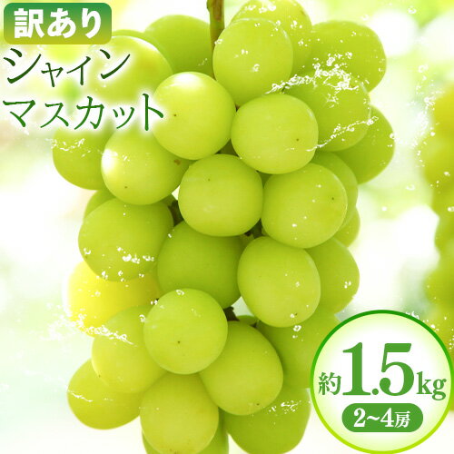 【ふるさと納税】【先行予約】訳あり シャインマスカット 約1.5kg(2~4房)株式会社日本植生グループ本社 NISSHOKU FARM《2025年10月上旬-12月下旬頃出荷》葡萄 ブドウ ぶどう 浅口市 【配送不可地域あり】 (離島)