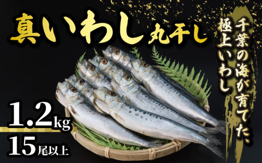 ＼最短7営業日以内発送／ いわし 丸干し 約 1.2kg 15尾以上 国産 千葉県産 真いわし 真鰯 イワシ スピード発送 冷凍 鰯 簡単調理 手軽 料理 和食 おすすめ ご飯 の お供 おかず 惣菜 お弁当 おつまみ 珍味 酒 ビール 日本酒 焼酎 に合う 夕食 食卓 人気 魚 海鮮 水産 水産加工品 千葉県 旭市 有限会社井上商店 ius002