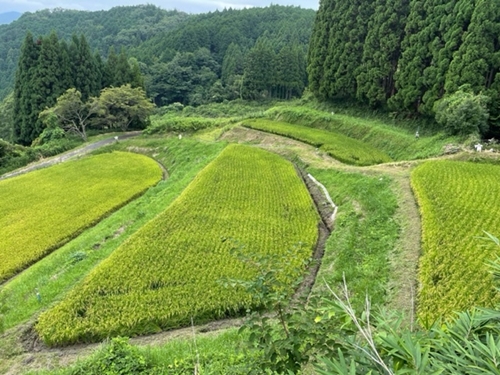 あかひと米　ひとめぼれ／あかひと農園　お米　名産品　精米　奈良県　宇陀市