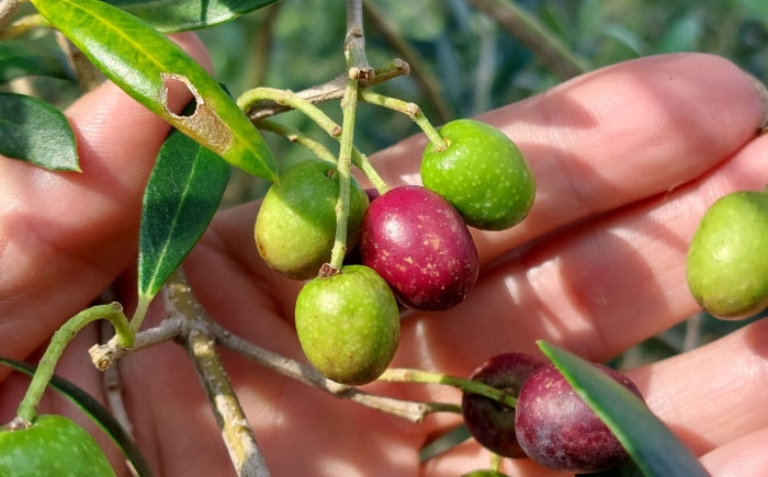 スキンケアバーム 30g 100％ 天然由来成分 美容 クリーム 全身 マルチバーム 保湿 手のひらサイズ 熊本 菊陽町