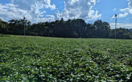 雪解け甘藷「シルクスイート」訳アリ 甘い 甘さ凝縮 訳あり品 さつまいもスイーツ シルクスイート さつまいも 寒冷地 なめらか 青森県 三戸町 CE-25-005