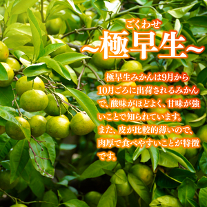 みかん 由良 5kg 柑橘 ミカン 蜜柑 極早生 ビタミン フルーツ 果物 果実 健康 美容 大石農園 静岡県 牧之原市