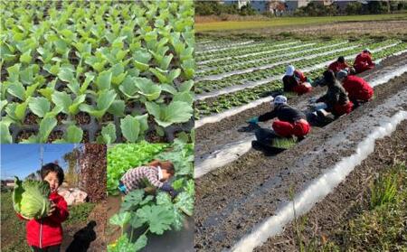 農家のおうちで旬の野菜！！収穫体験　１名 半日 ダンボール１箱お土産付き《豊前市》【田村農産】[VBE006] 野菜 野菜セット 旬の野菜 大量野菜 野菜 野菜セット 旬の野菜 大量野菜 野菜 野菜セ