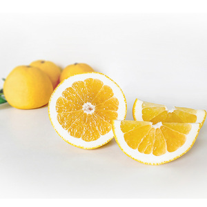 【2025年4月中旬頃から発送】 河内晩柑 秀品 ６玉 ギフトBOX入り｜ みしょうゴールド 和製グレープフルーツ 美生柑 愛南ゴールド ジューシーオレンジ 夏文旦 木成り熟成 爽やか みかん ミカン