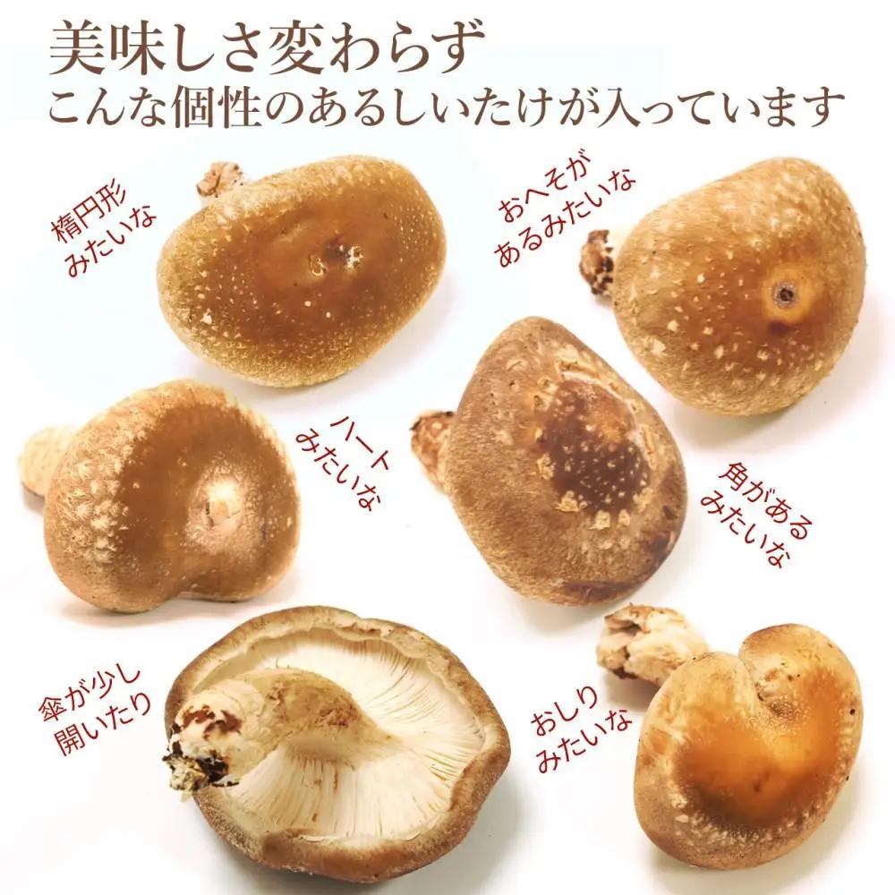 【JAみなみ魚沼定期便】家庭用「八色しいたけ」（1.5kg×全6回） 訳あり 不ぞろい 農家応援 厚いにもほどがある｜しいたけ