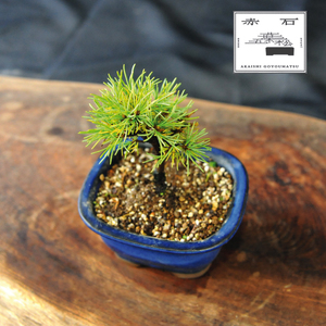 赤石の泉 赤石五葉松（鉢植え） F-154