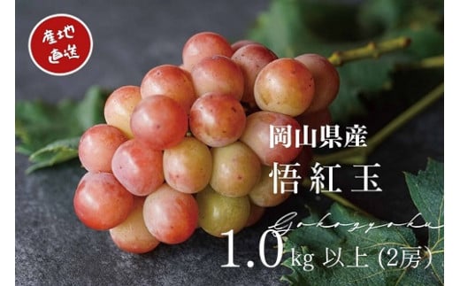 KGF-6.厳選　岡山県産　悟紅玉　1.0㎏以上　2房　旧ゴルビー　産地直送　朝採れ